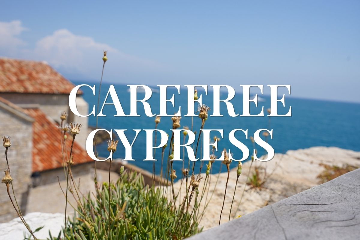 Bonica Scent Memory: Carefree Cypress